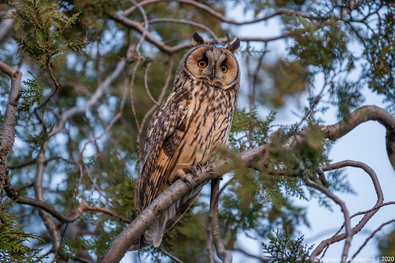 Зимовка крымских ушастых сов фото превью