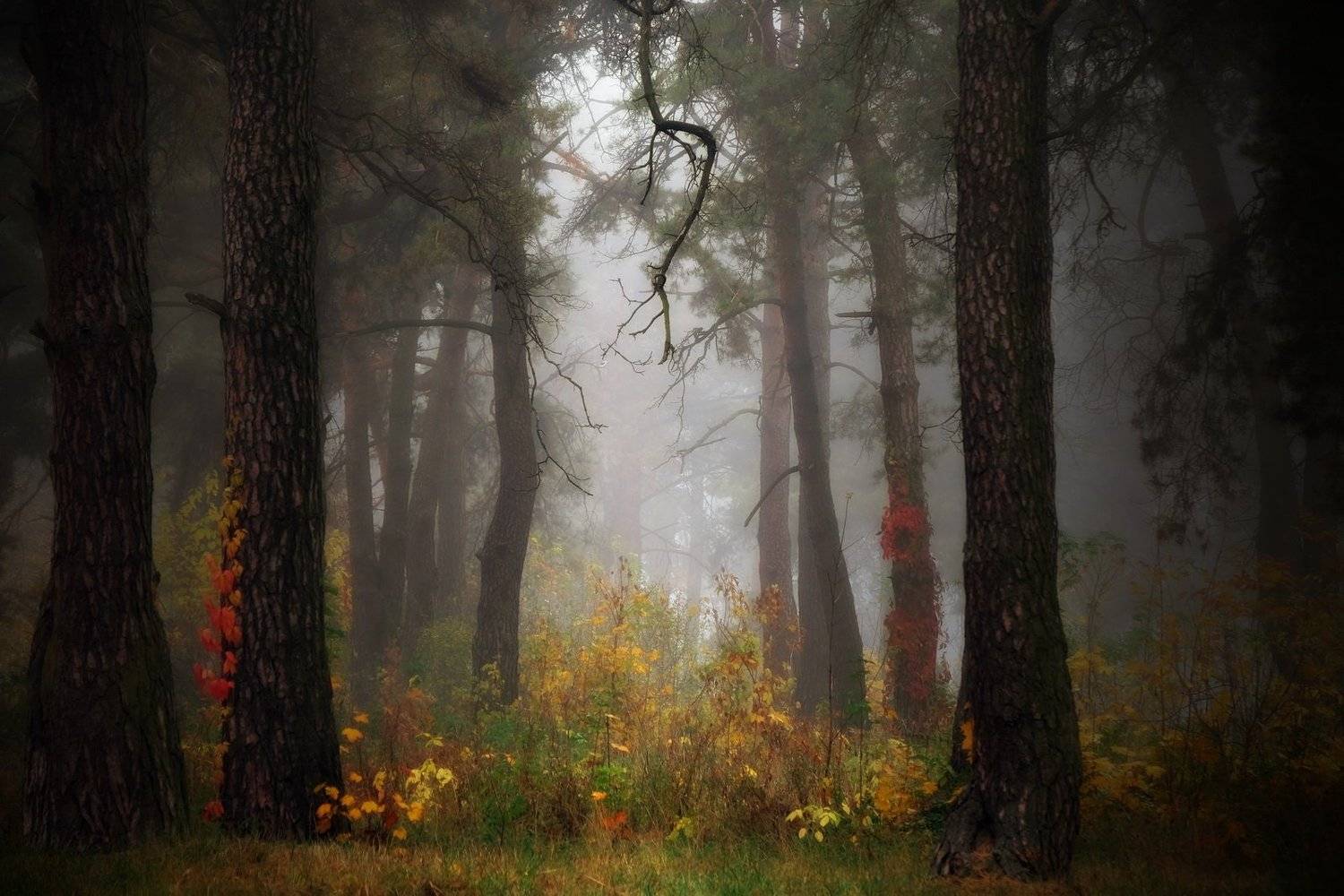 вечер осень лес туман, Иванчиков Дмитрий