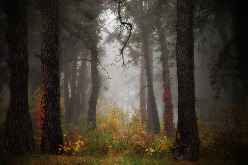 вечер осень лес туман Осенний лес (X) фото превью