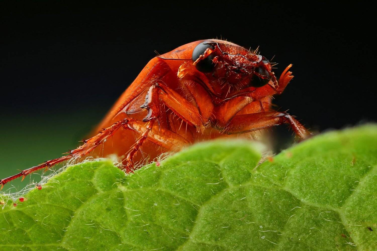 жук,макро,природа,усы,цвет,зеленый,растение, Андрей Шаповалов
