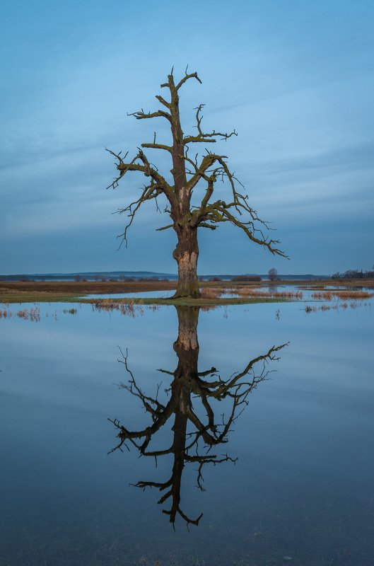 Old oak фото превью