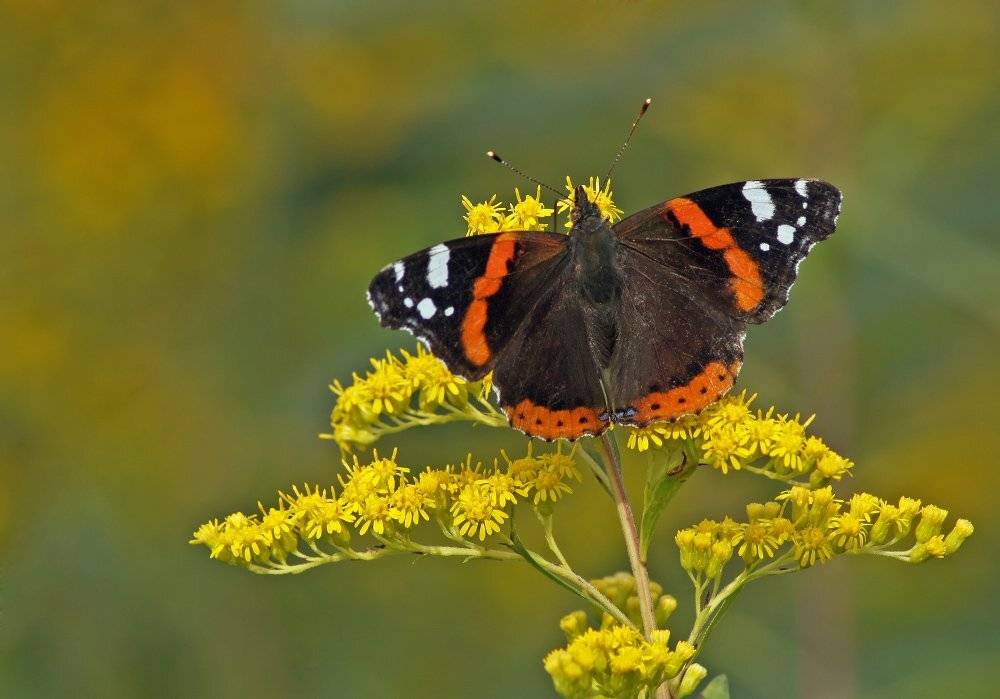 , Чепленко Алексей