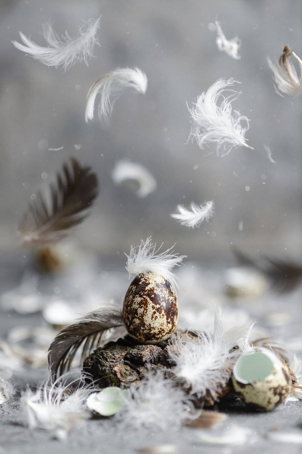 яйца, перья, левитация, полет, fashionfoodfoto