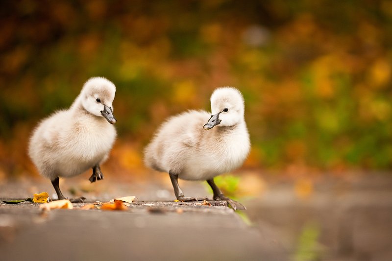 Черные лебеди фото превью