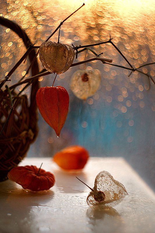 Рассвет с физалисом. фото превью