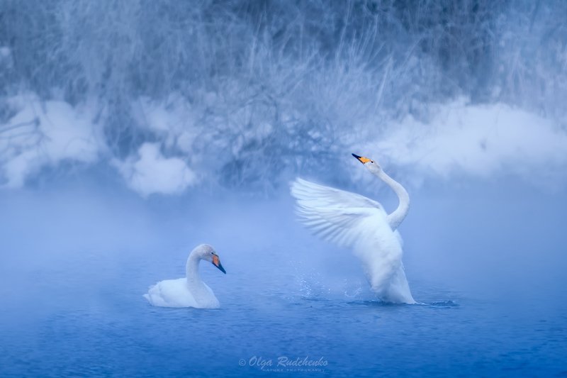 Признание фото превью