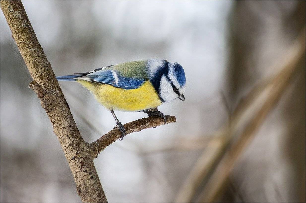 синица, КарОл