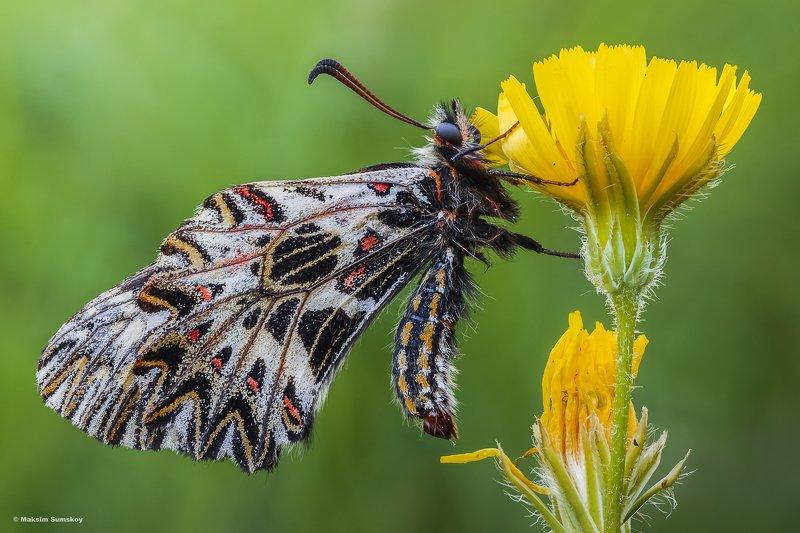 Поликсена фото превью