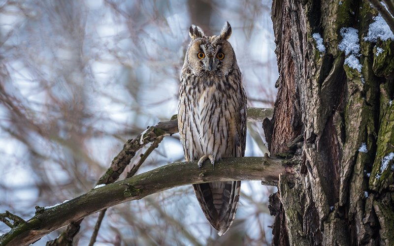 сова, сова ушастая, хищная птица, птица, птицы россии, орнитология, дикая природа, фото охота, дикая птица, дикая природа, глаза, клюв, когти, дерево,белая, пестрая, редкая птица, красная книга, зима, дупло, Сова ушастая. фото превью