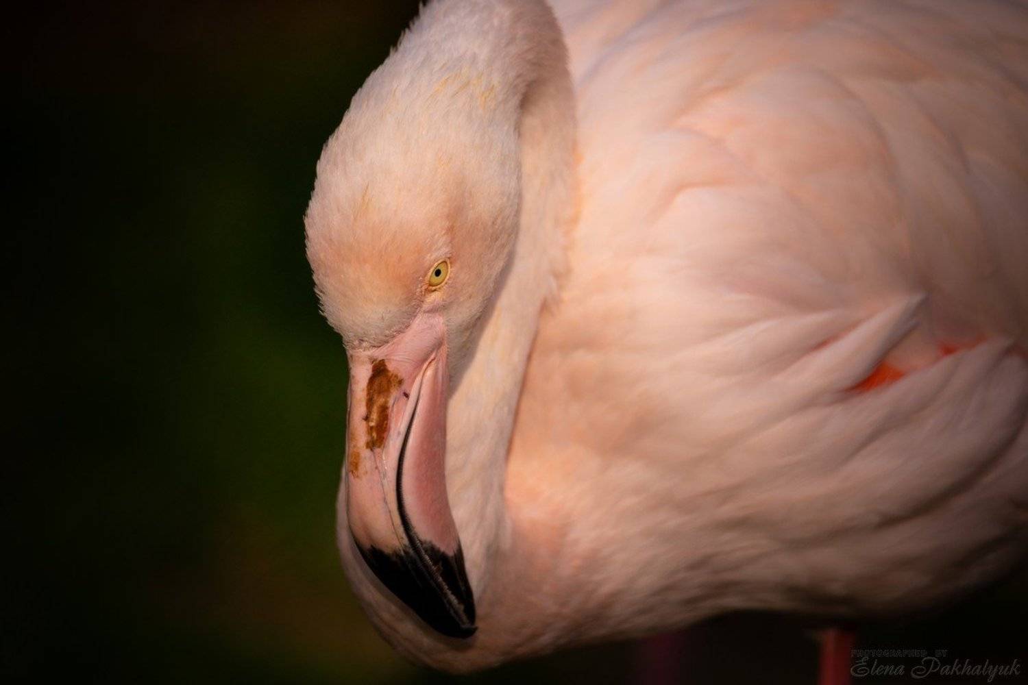 птицы,природа,крым,розовый,фламинго,феодосия,опук,бердвочинг,портрет,россия,украина,животные, Elena Pakhalyuk