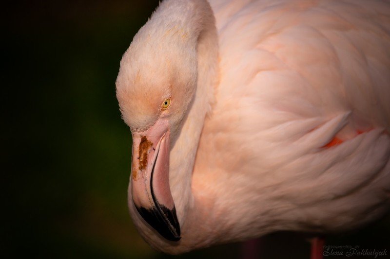 птицы,природа,крым,розовый,фламинго,феодосия,опук,бердвочинг,портрет,россия,украина,животные Кто на новенького? фото превью