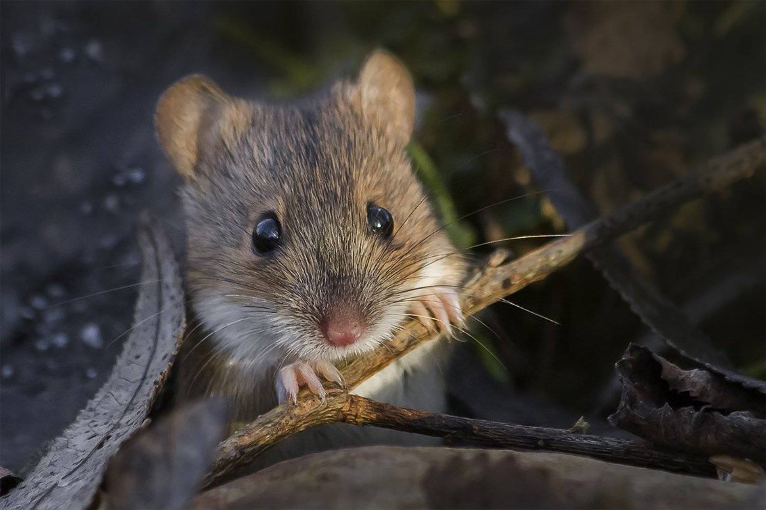 мышь, нора, весна, Наталия Сытина