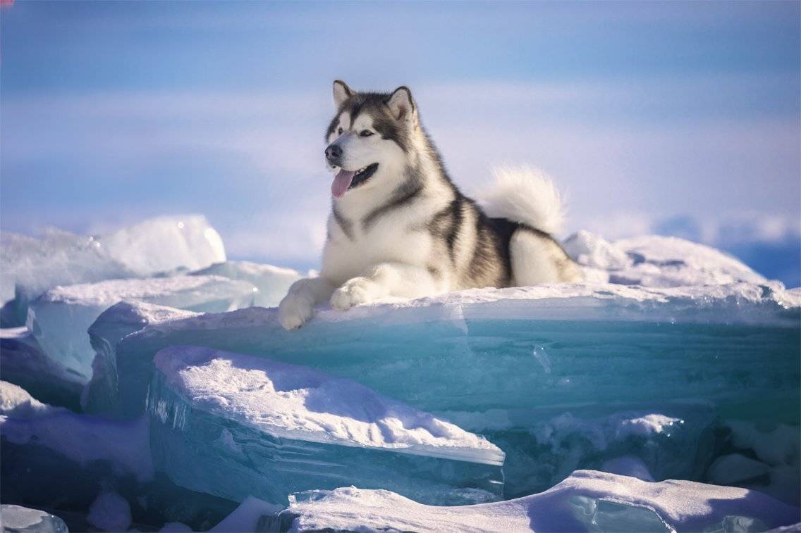 , Андрей Ершов