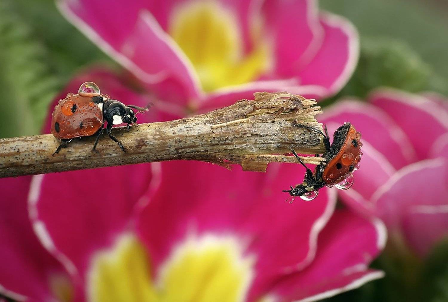 божья коровка,макро,капли, Гарик Соколов