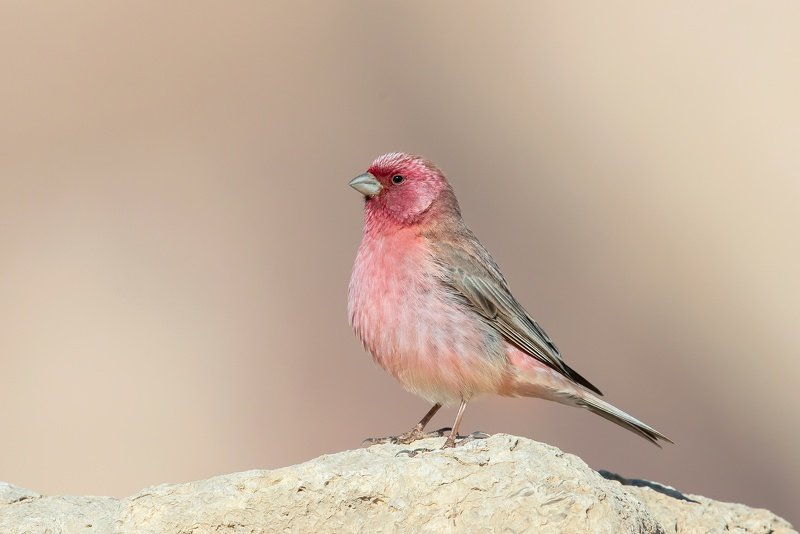 пётр рогов, фотограф, фотоохота, дикаяприрода, орнитология, птицы, птичьяобсерватория, израиль, иерусалим, canon1dхmark2, canon600mmf, birdsobservatory, birds, nature, israel, jerusalem, wildnaturephotography, wildnature, ornitology, пустыннйпейзаж, пусты Синайская чечевица фото превью