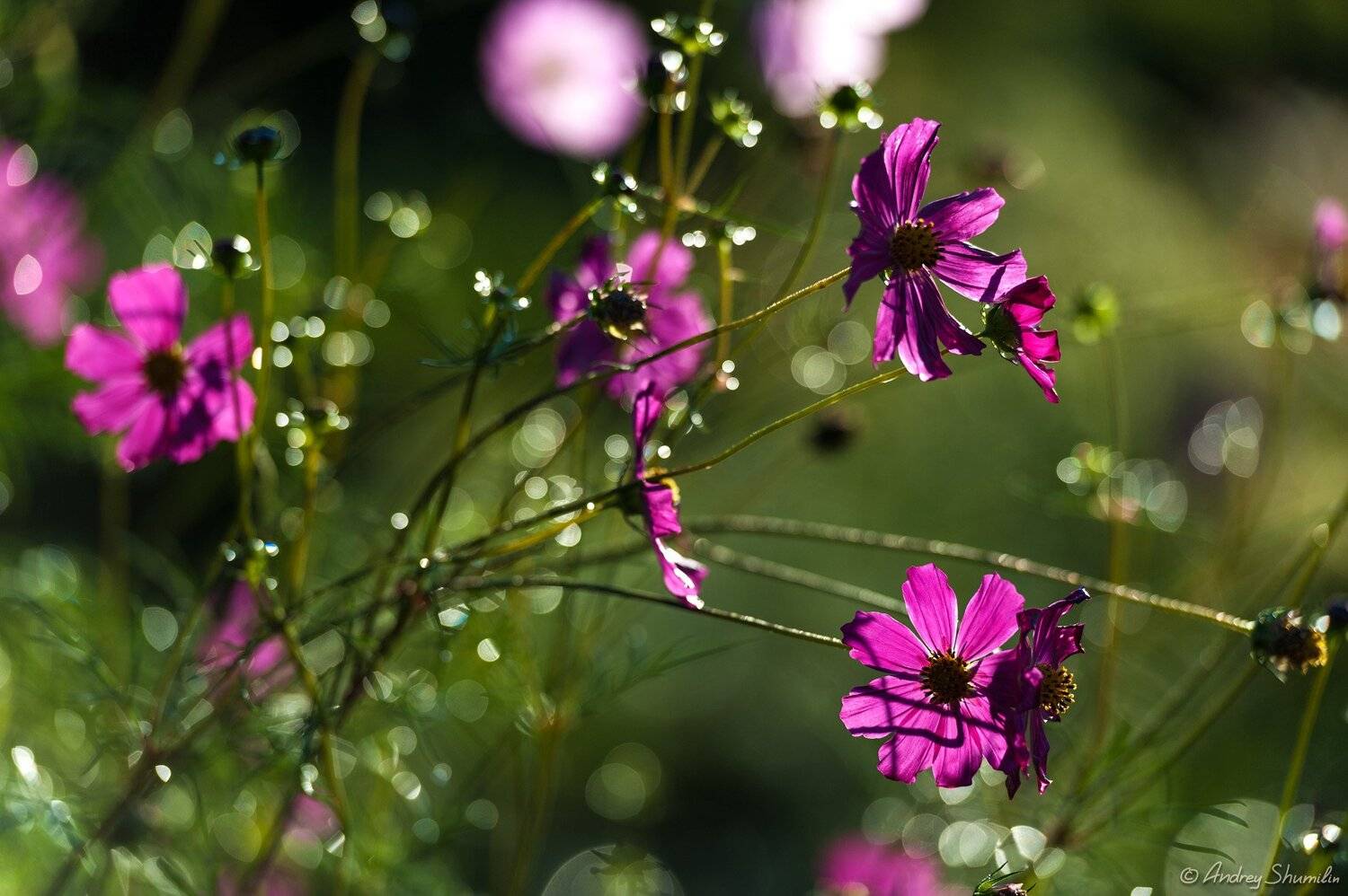 , Андрей Шумилин