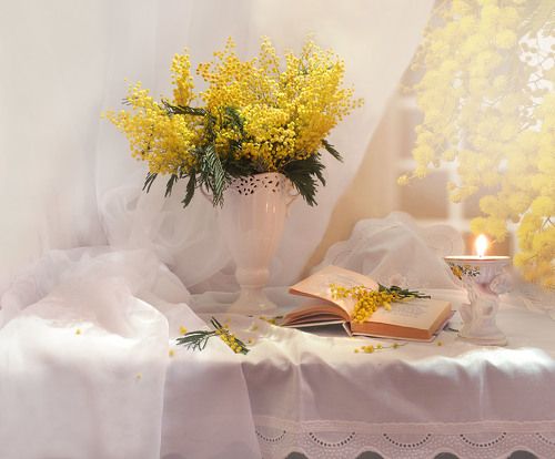 Аромат пьянящий ветреной мимозы...