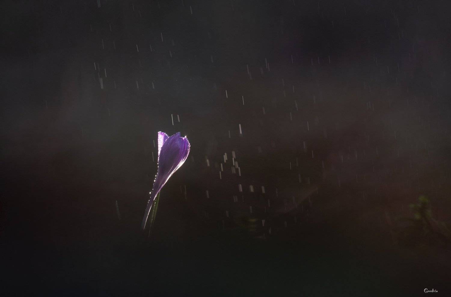 , Людмила Гудина