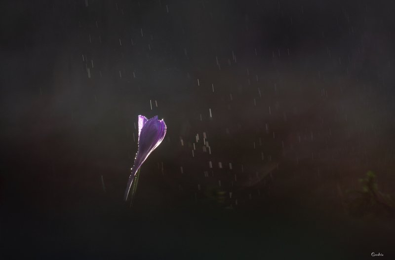 Дыхание весны фото превью