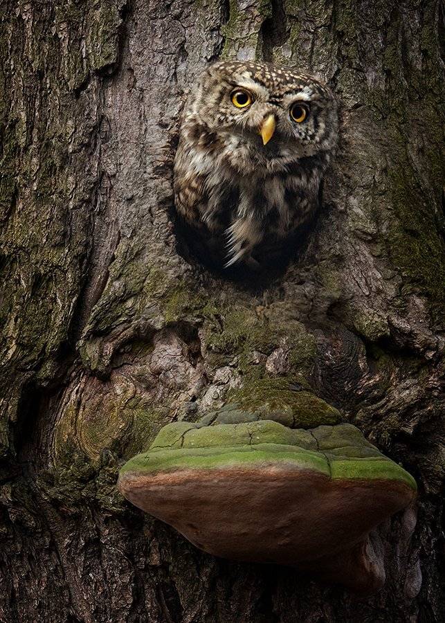 , Валерий Субачев