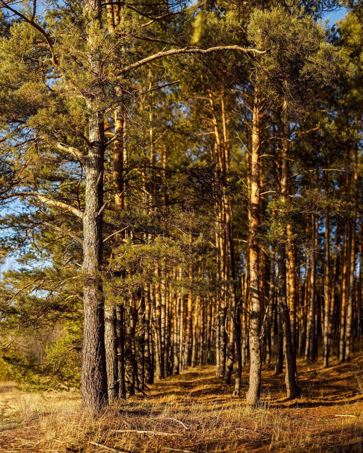 пейзаж, Сергей Сергеев