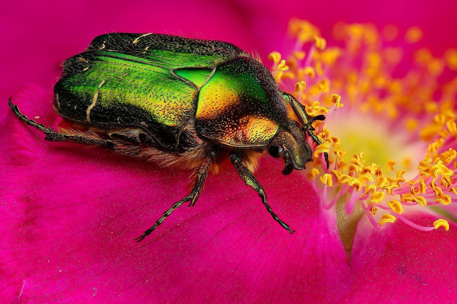 жук,макро,природа,розовый,цветок,цвет,зеленый,растение, Андрей Шаповалов
