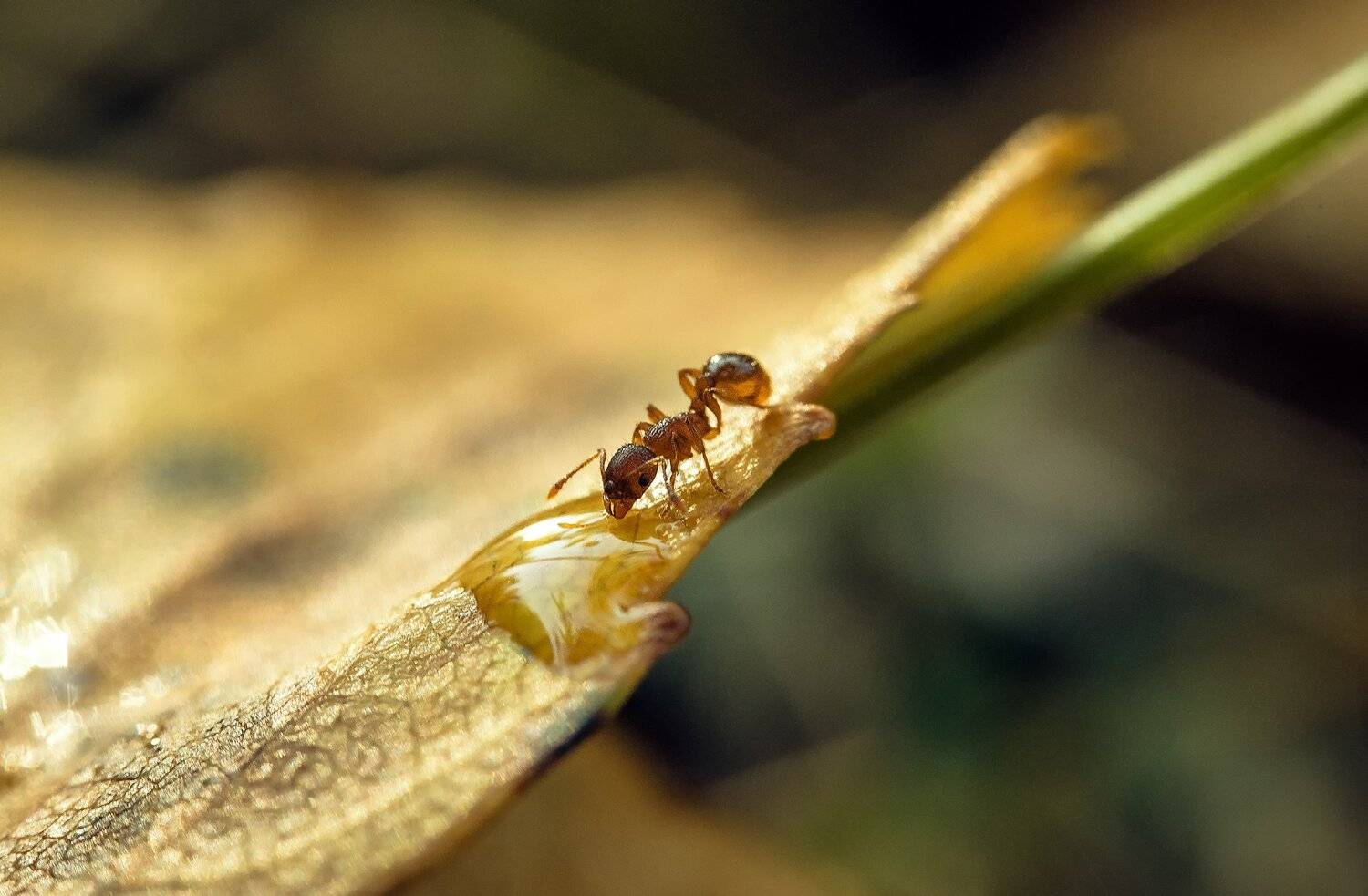 , Рут Андрей