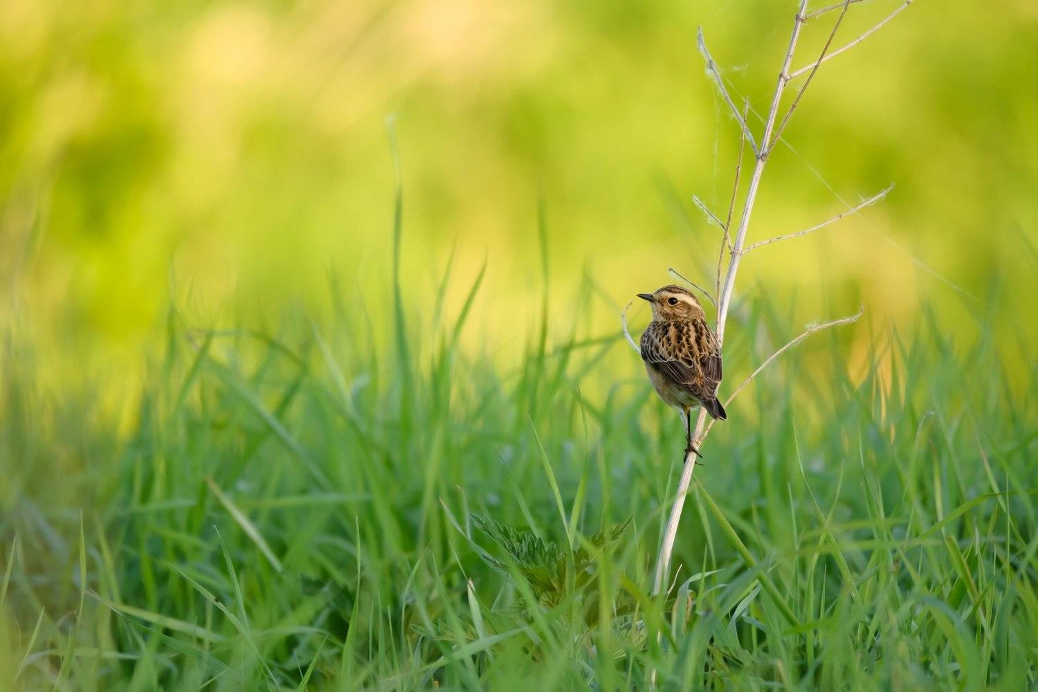 луговой чекан,  Saxicola rubetra, зелёный цвет, зелёный фон, свежая трава, майский вечер, птица на ветке, красивый свет, солнечно, весеннее настроение, природа Подмосковья, Ксения Соварцева