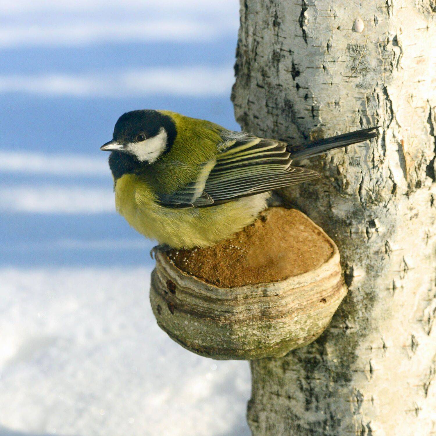 , Михаил Белоусов