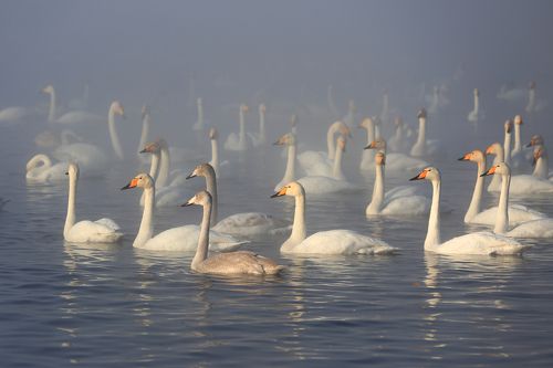 Алтайская зимовка