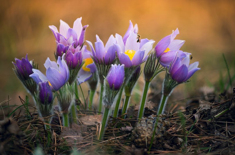 С праздником 8 марта! фото превью