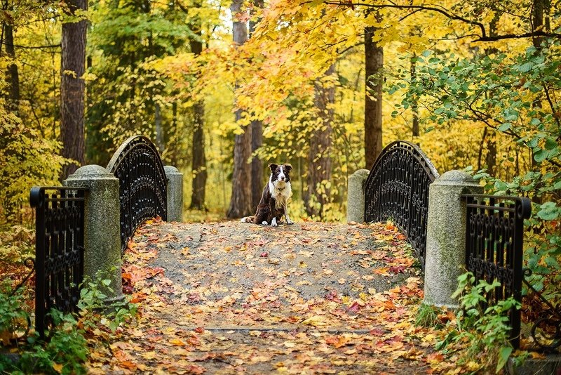 Ждать фото превью