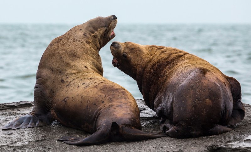 сивучи, морские львы, камчатка, животные Назревает конфликт фото превью
