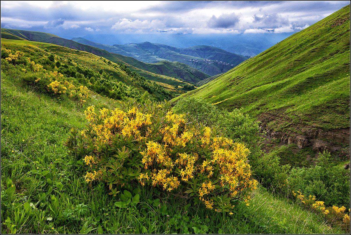 кавказ, АНАТОЛИЙ ДОВЫДЕНКО