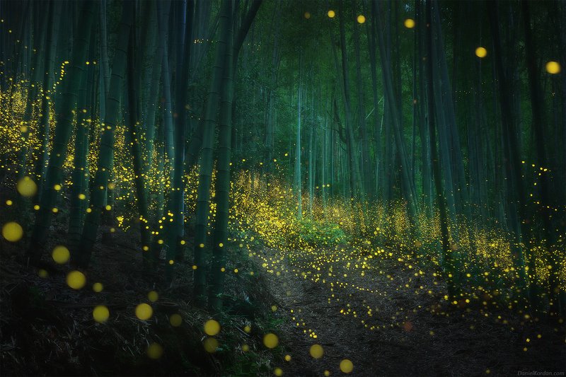 Japan fireflies