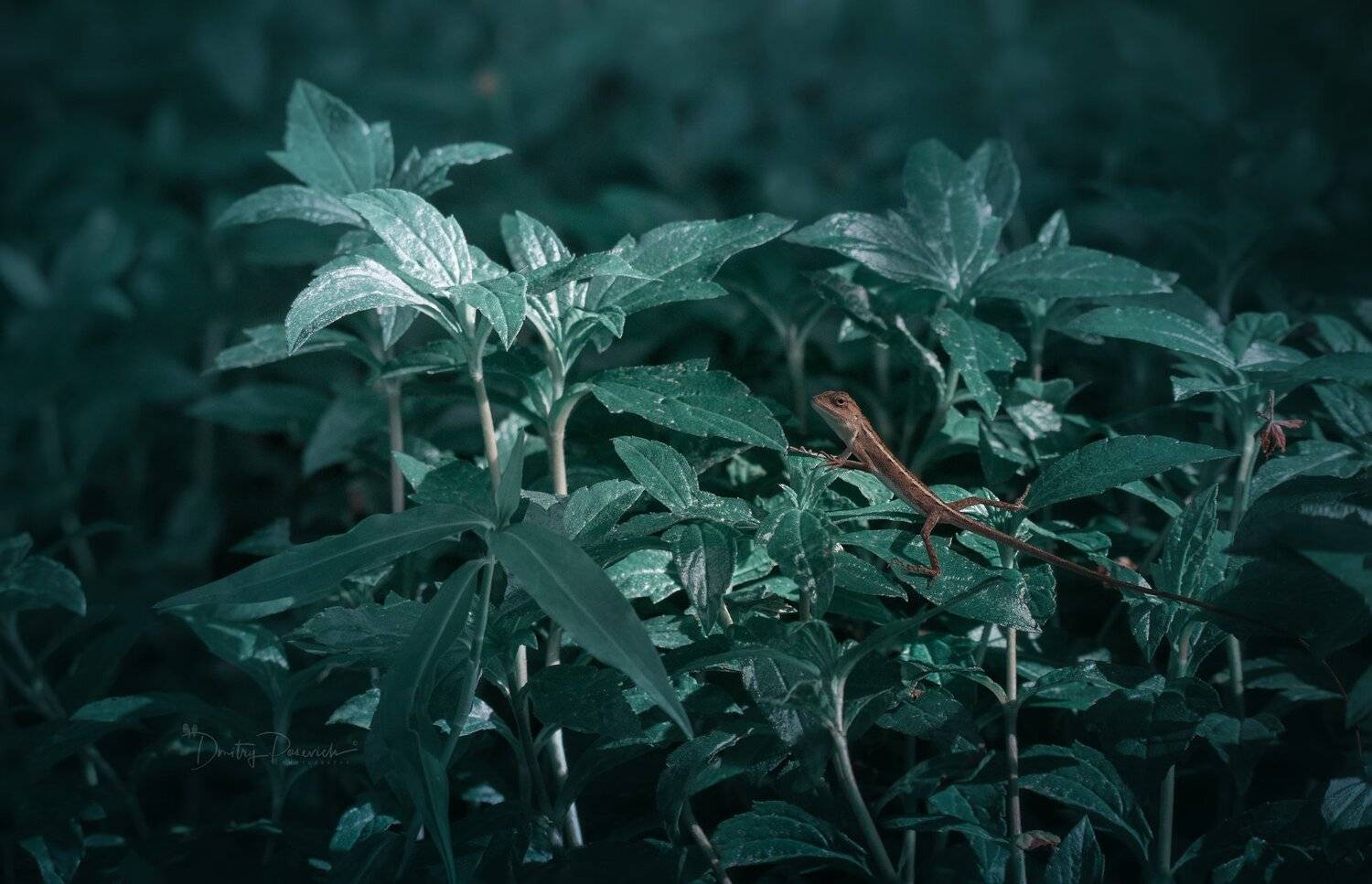 природа, животные, птицы, вьетнам, остров фукок, Дмитрий Посевич