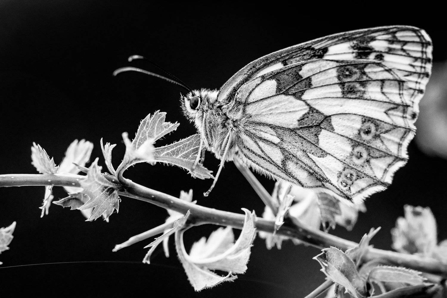 Butterfly, B&W, Nikon, Nature, Light, Insect, Krzysztof Tollas
