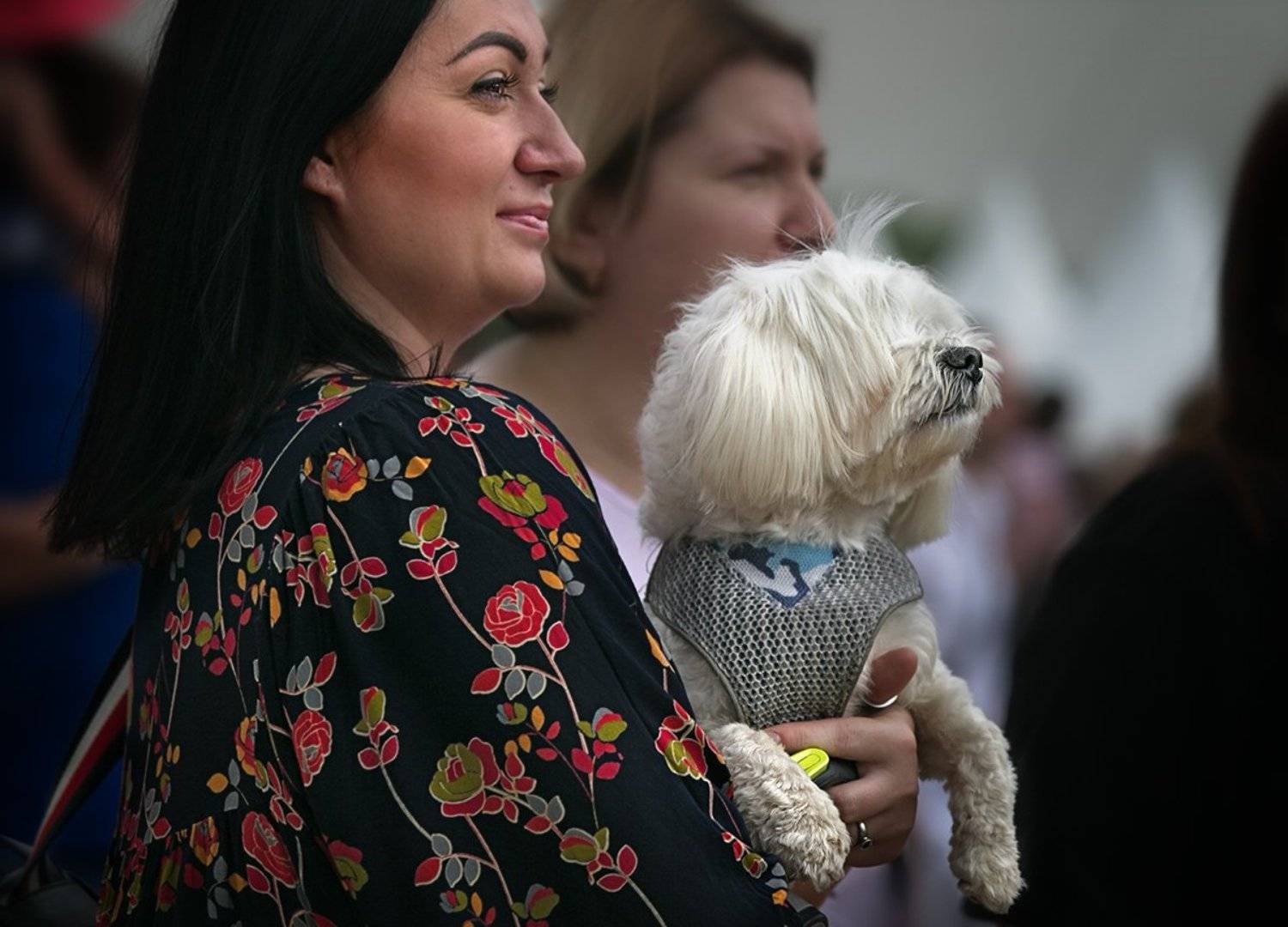 про собак и людей, чб фото, жанровое фото, уличное фото, Vera Trandina