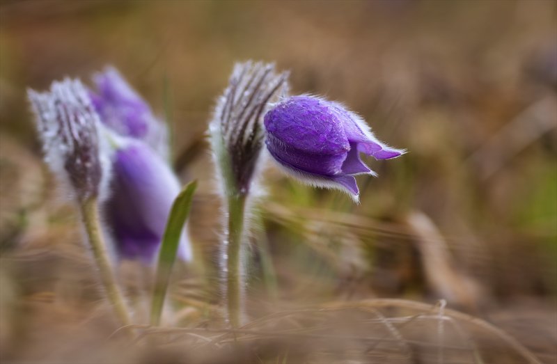 С праздником девчонки! фото превью