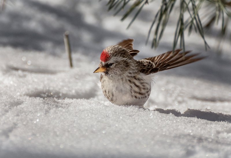 birds, птица, чечётка, зима, заводного ключика не нашла.. фото превью