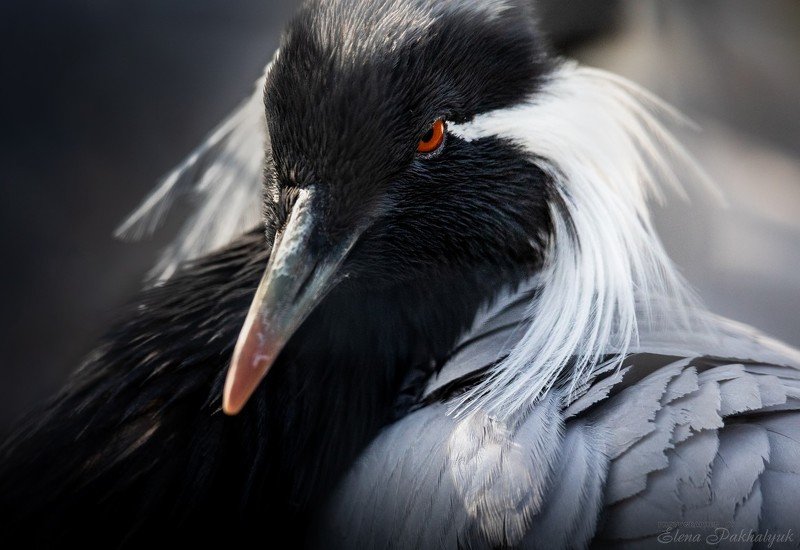 крым,бердвочинг,природа,птицы,журавль,красавка,портрет,птица,фототур,природе,россия,животные Красавка фото превью