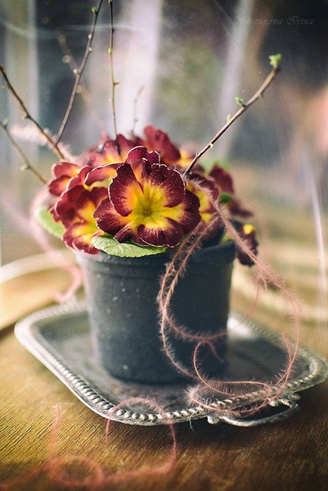 , Шипунова Ирина