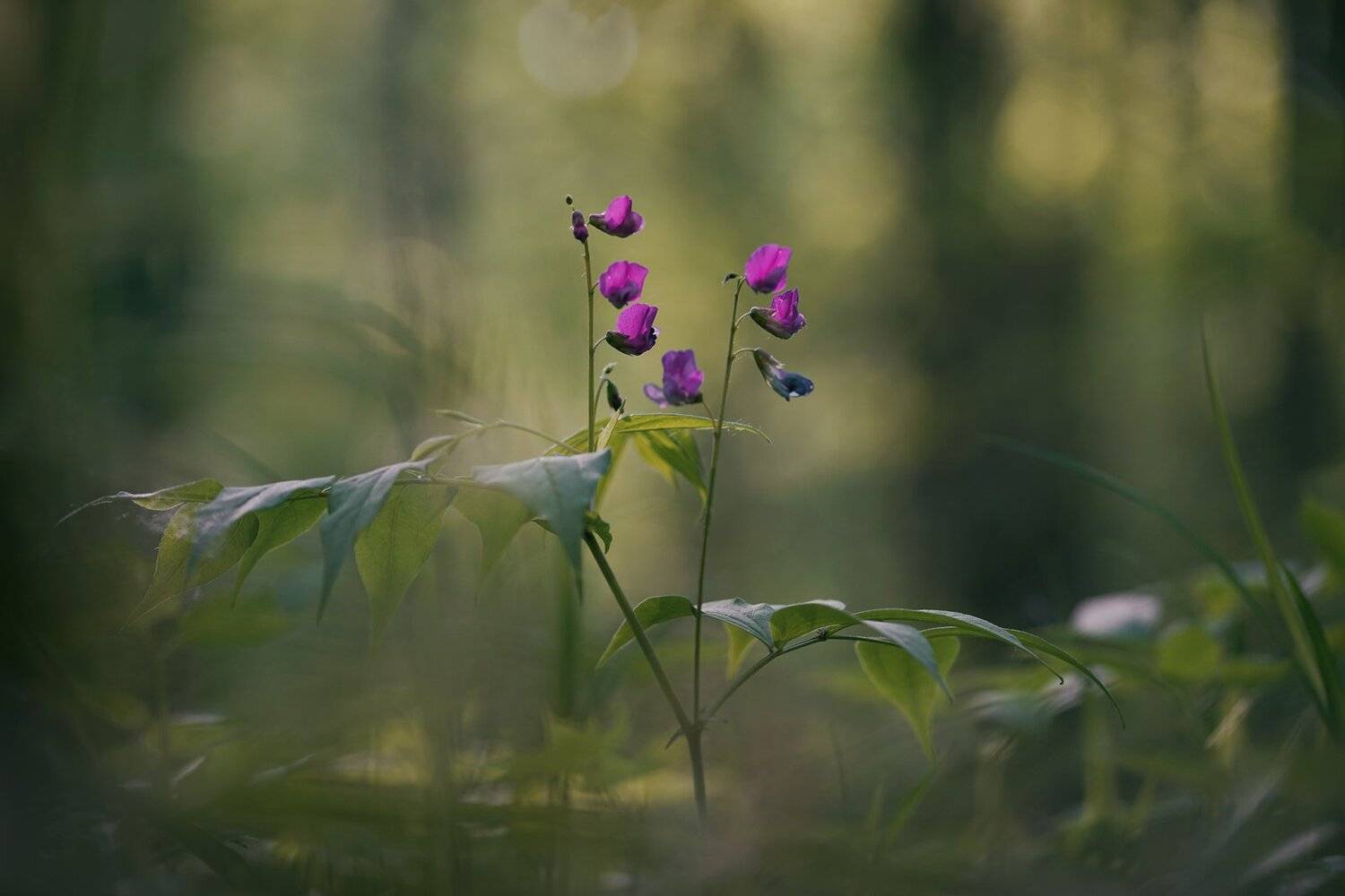 , Кузнецов Дмитрий