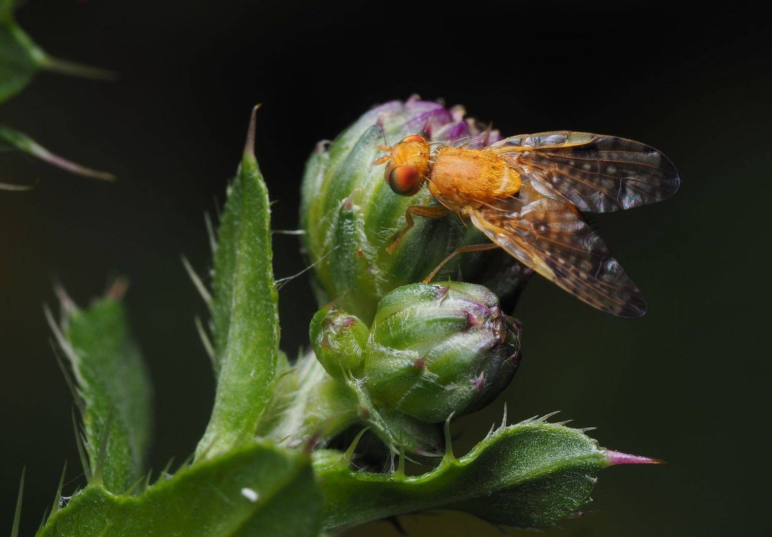 , Сергей Харитон