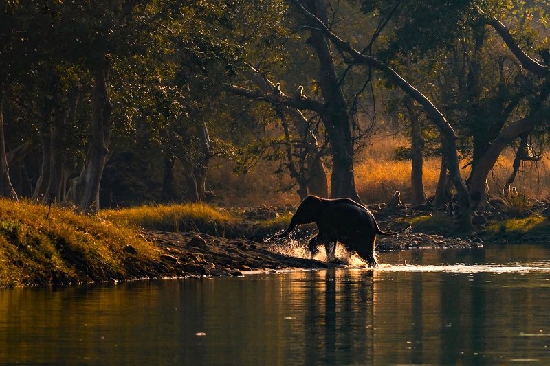 #wildlife, #nature, #elephant, #againstlight, #wilderness, #forest WILDERNESS фото превью