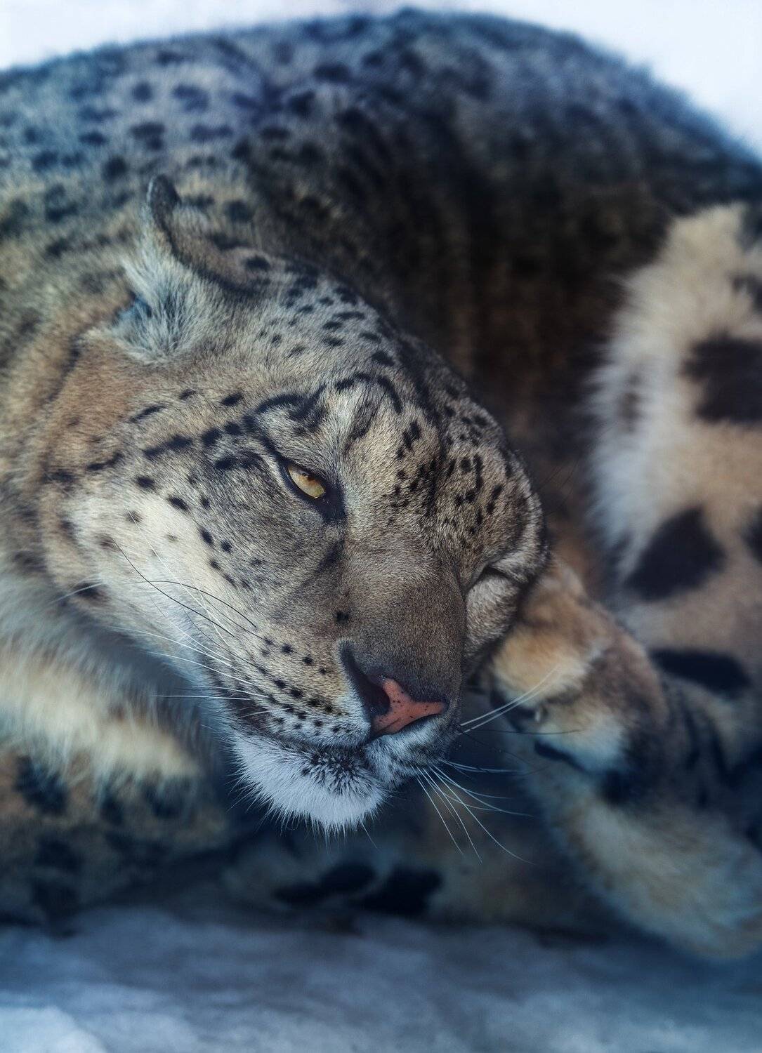 , Олег Богданов