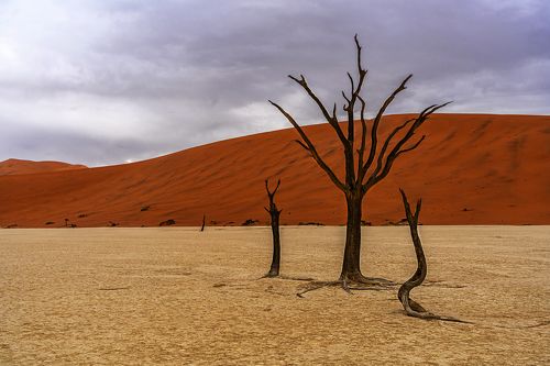 Dead Vlei Tree