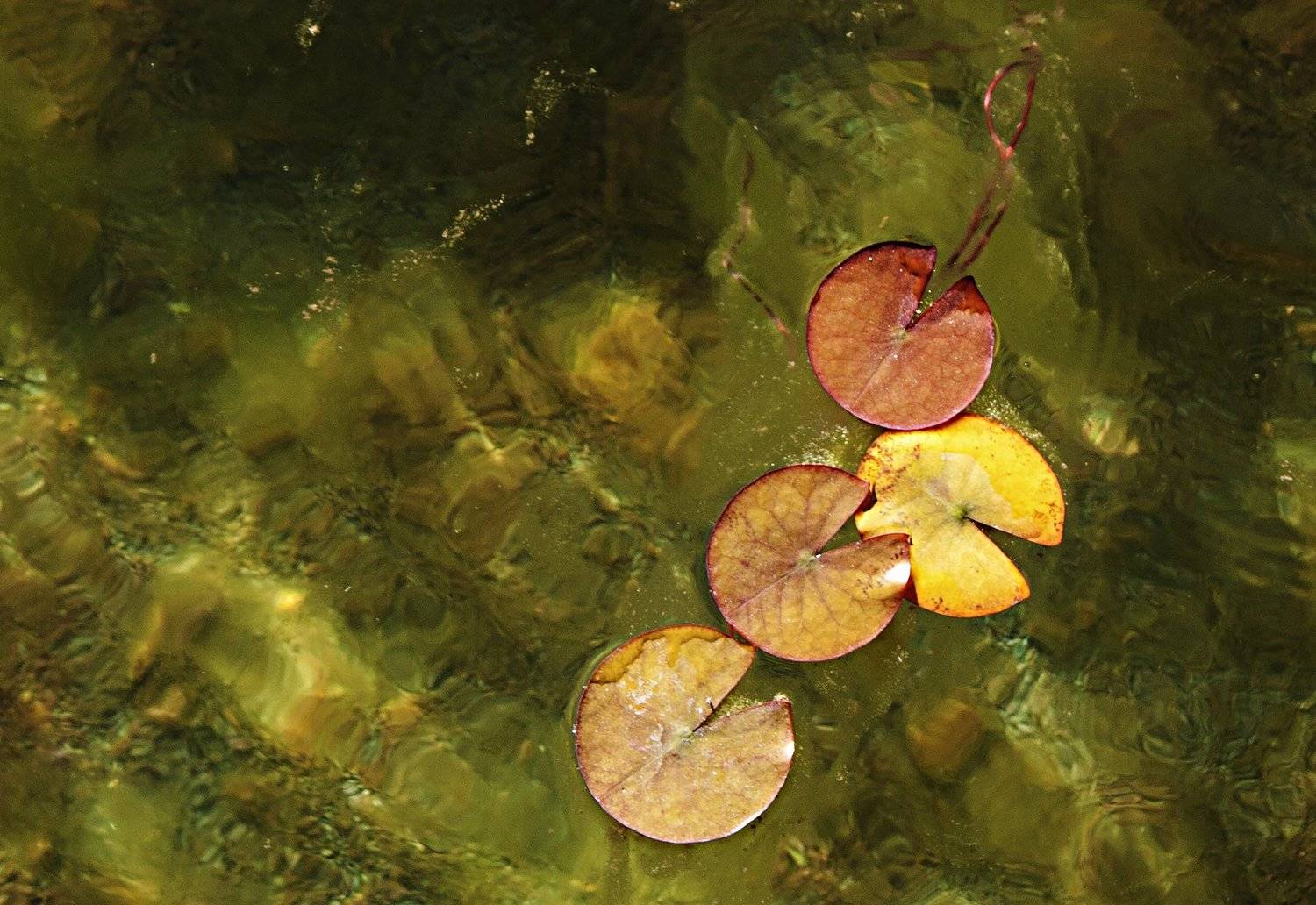 water,art,image,, Nihan Bayındır