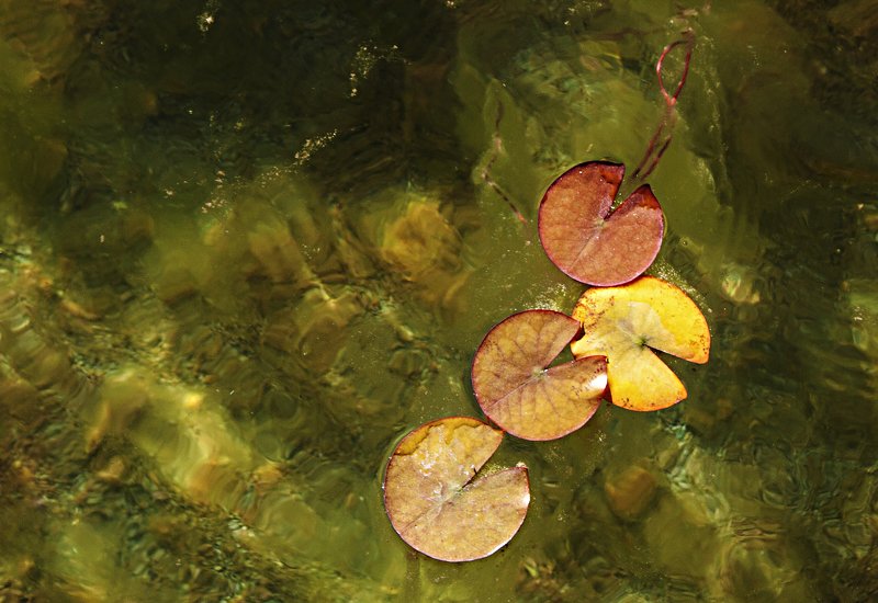 water,art,image, LOTUS фото превью
