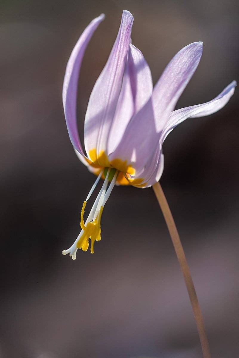 природа, макро, растения, цветы, кандык, кандык кавказский, Александр Земляной